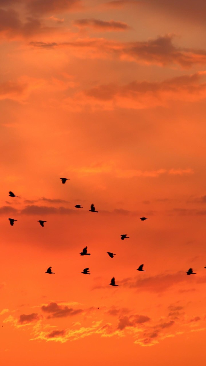 Orange Color Wallpaper_playmods.net