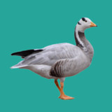 Progressive Goose Decoy_playmods.net