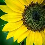 1 word(Official)4.1_playmods.net