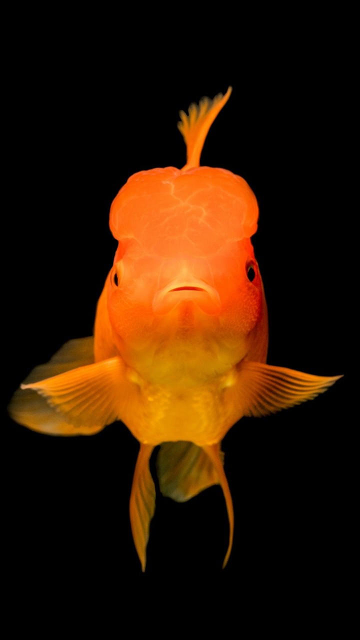 Orange Color Wallpaper_playmods.net