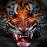 Natural Wonder: Animal Domin._playmods.net