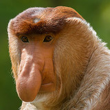 動物の名前を推測する(Official)4.6_playmods.net