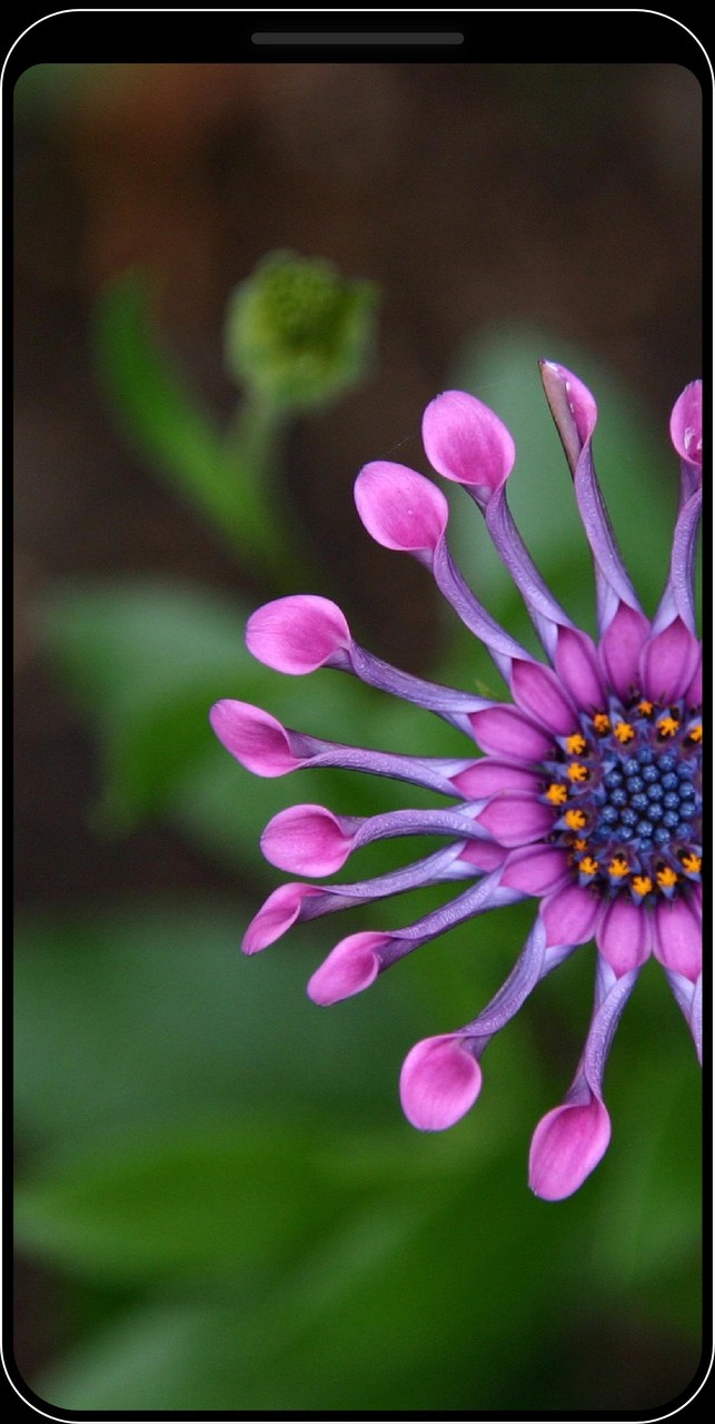 Sfondi di fiori - HD e 4K_playmods.net