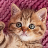 Cats Jigsaw Puzzles Collection_playmods.net
