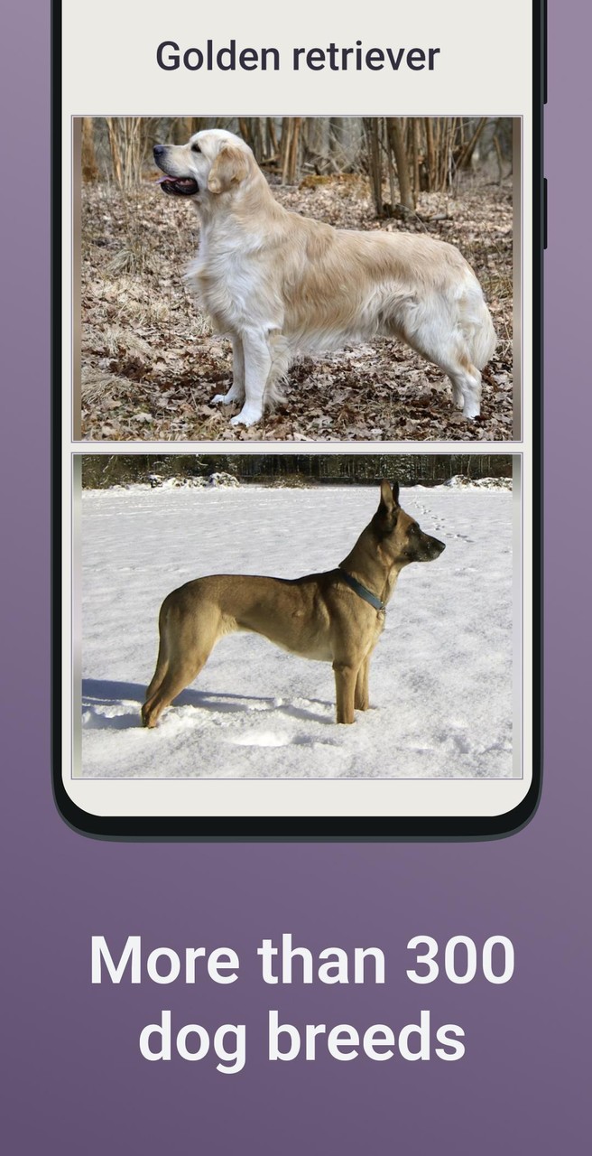 Quiz School | Dog breeds_playmods.net