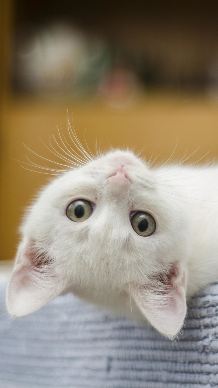 Cute Kitten Wallpapers_playmods.net