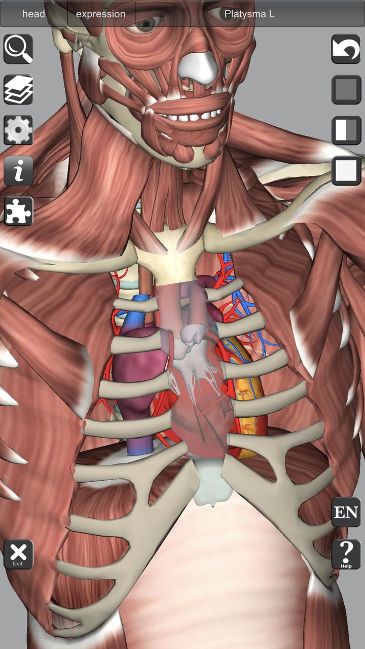 3D Bones and Organs (Anatomy)_playmods.net