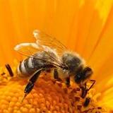 Bee Wallpaper_playmods.net
