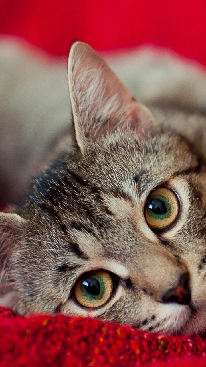 Cute Kitten Wallpapers_playmods.net